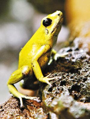 金色青蛙寓意 地球與環境科學
